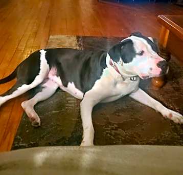 Photo of Moo Moo