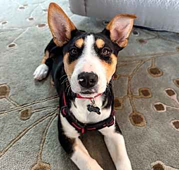 Photo of Tilly