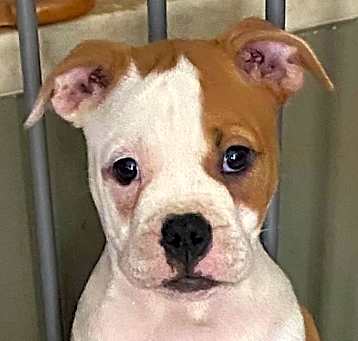 Photo of ELOISE