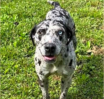 Photo of Maggie - Blue Leopard Catahoula Mix - COUCH PET!