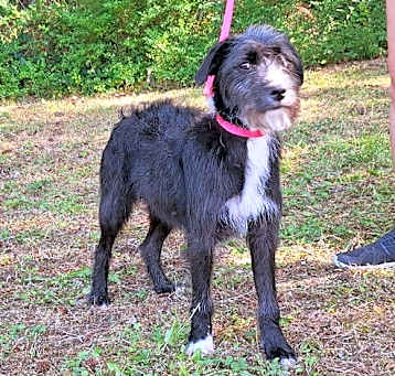 Photo of 250583  Ruby