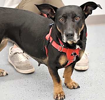 Photo of Molly Dee *LOCAL* MEET ME!