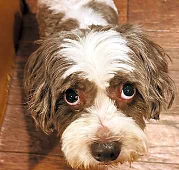 Photo of Archie