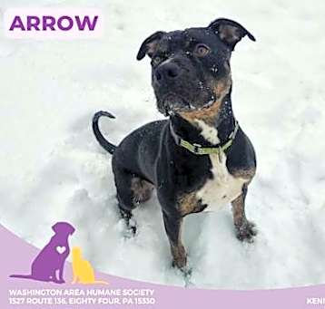 Photo of Arrow