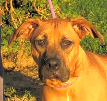 Photo of Daisy