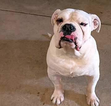 Photo of Harvey