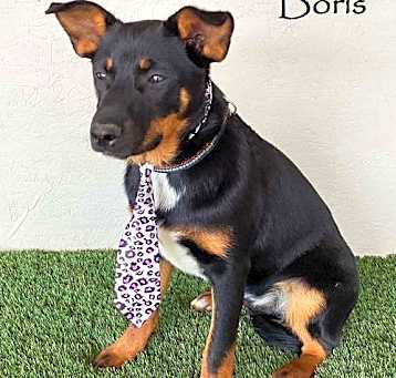 Photo of Boris