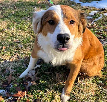 Photo of Buttercup
