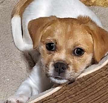Photo of Tillie