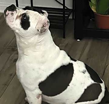 Photo of Luna