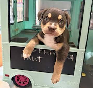 Photo of Mama Gia's Pup Gus