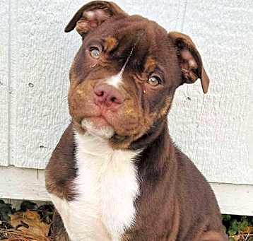 Photo of Mama Gia's Pup Gilbert