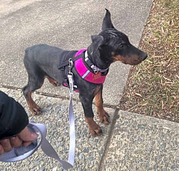 Photo of Suki