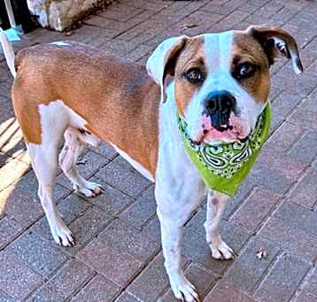 Photo of Milo