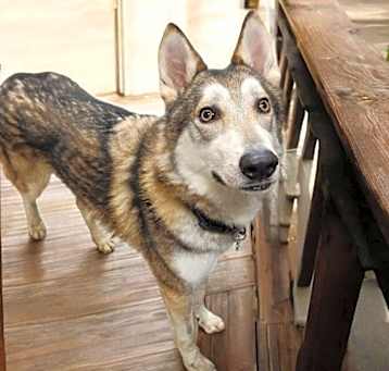Photo of Lakota
