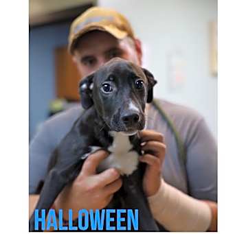 Photo of Halloween
