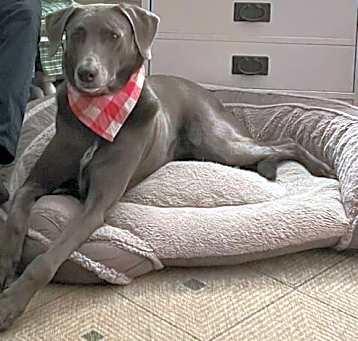 Photo of Chevy