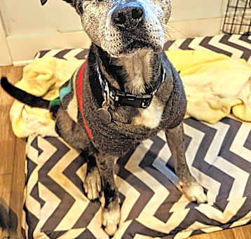 Photo of Patches *ADOPTED!*