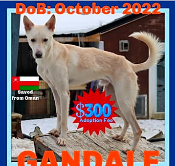 Photo of GANDALF