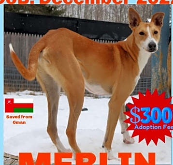 Photo of MERLIN