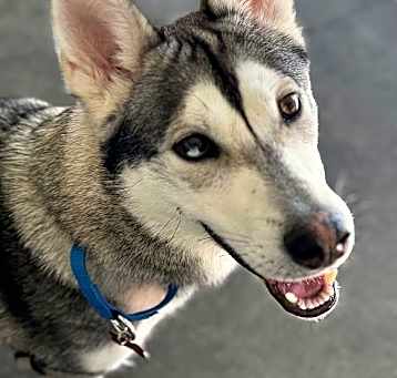 Photo of Coyote