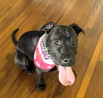 Photo of Sasha aka Sushi