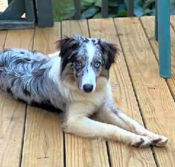 Photo of 0665 Alfie PKA Alabama