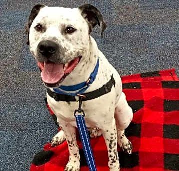 Photo of Trooper