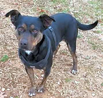Photo of Oakley aka Dottie