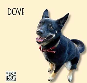Photo of Dove