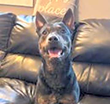 Photo of Wrangler