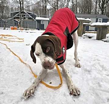 Photo of Rufus