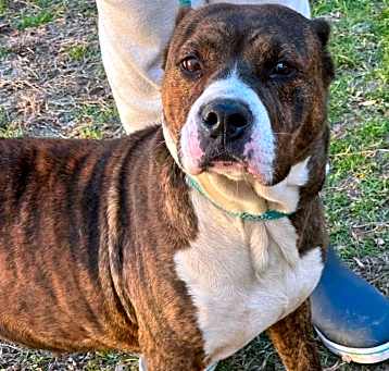 Photo of Brinn URGENT PLEASE HELP!