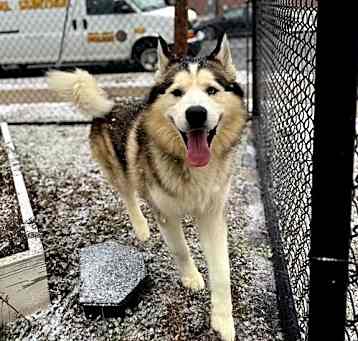 Photo of Balto