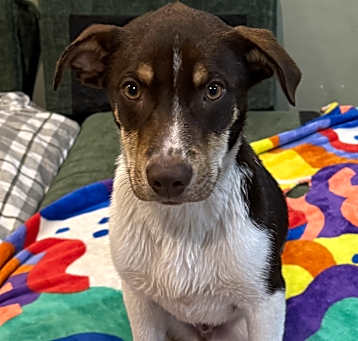 Photo of Jango