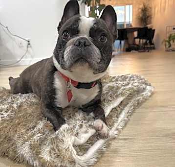 Photo of Bella