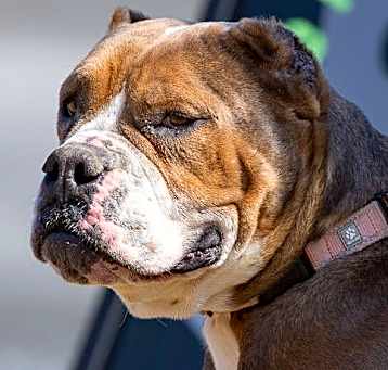 Photo of Roxy