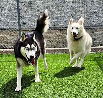 Photo of Axel and Canada