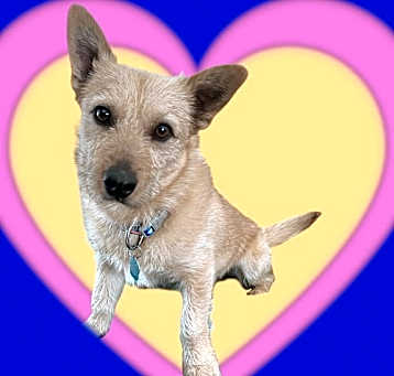 Photo of Toto