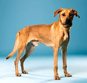 Photo of BUDDY