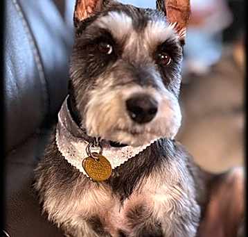Photo of Ralphie
