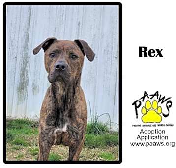 Photo of Rex / Beetle juice