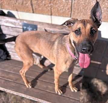 Photo of BUTTERSCOTCH