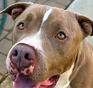 Photo of Copper - Adopt Me!