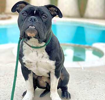 Photo of Loki