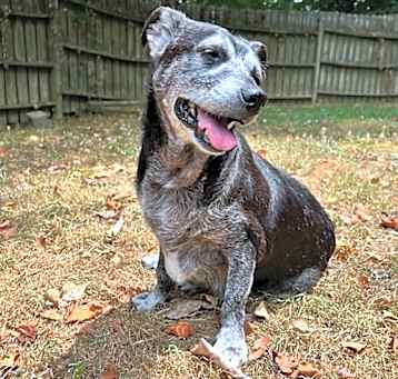 Photo of Shadow & Sandy BONDED PAIR