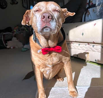 Photo of Sandy & Shadow BONDED PAIR