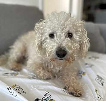 Photo of Angel
