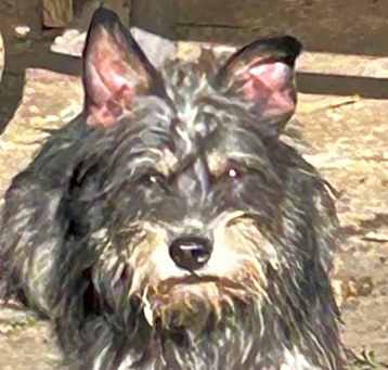 Photo of Scuffy