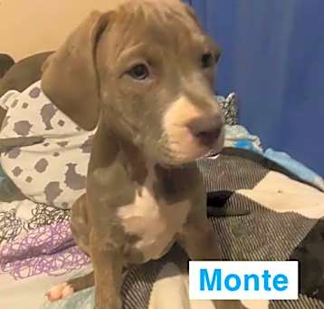 Photo of Monte